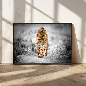 Jaguar Wall Art Canvas Print - Majestic Big Cat in Focused