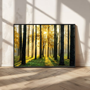Sunlit Forest Wall Art Canvas Print – Large Framed Woodland