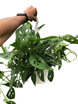 Monstera Adansonii Swiss Cheese | Easy Care Vining Plant | House Plant Shop