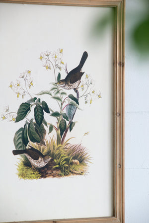Set of 4 Bird Framed Prints