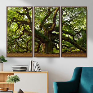 Angel Oak Tree Wall Art Canvas Print | Forest Tree Nature