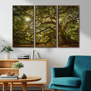 Ancient Angel Oak Tree Art Sunburst Canvas Print-