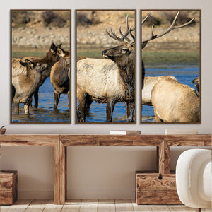 Wild Elk Wall Art Canvas Print – Framed Neutral Wildlife