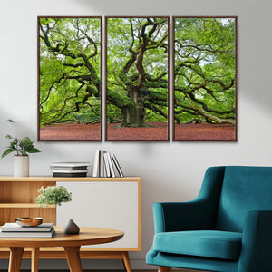 Framed Angel Oak Tree Wall Art - 3-Panel Canvas Prints,