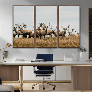 Elk Herd Wall Art Canvas Print – Framed Wildlife Photography