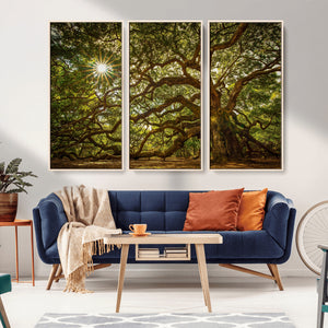 Ancient Angel Oak Tree Art Sunburst Canvas Print-