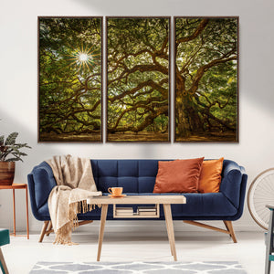 Ancient Angel Oak Tree Art Sunburst Canvas Print-