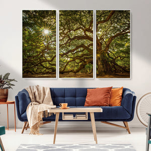 Ancient Angel Oak Tree Art Sunburst Canvas Print-