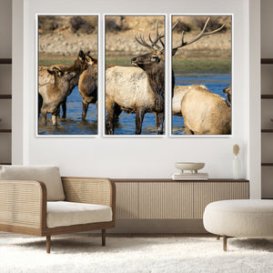 Wild Elk Wall Art Canvas Print – Framed Neutral Wildlife