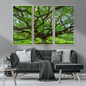 Angel Oak Tree Wall Art Canvas Print – Framed Majestic