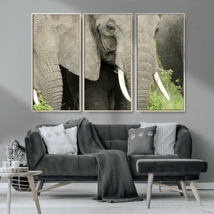 Wild Elephant Wall Art Canvas Print
