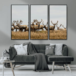 Elk Herd Wall Art Canvas Print – Framed Wildlife Photography