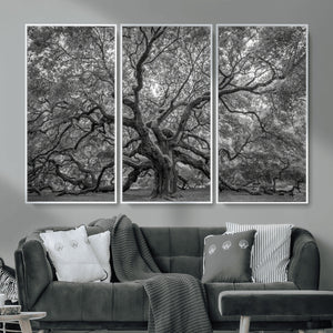 Majestic Angel Oak Tree Black and White Canvas Print – Multi