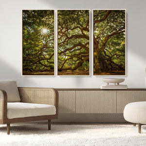 Ancient Angel Oak Tree Art Sunburst Canvas Print-