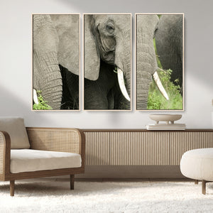 Wild Elephant Wall Art Canvas Print