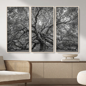 Majestic Angel Oak Tree Black and White Canvas Print – Multi