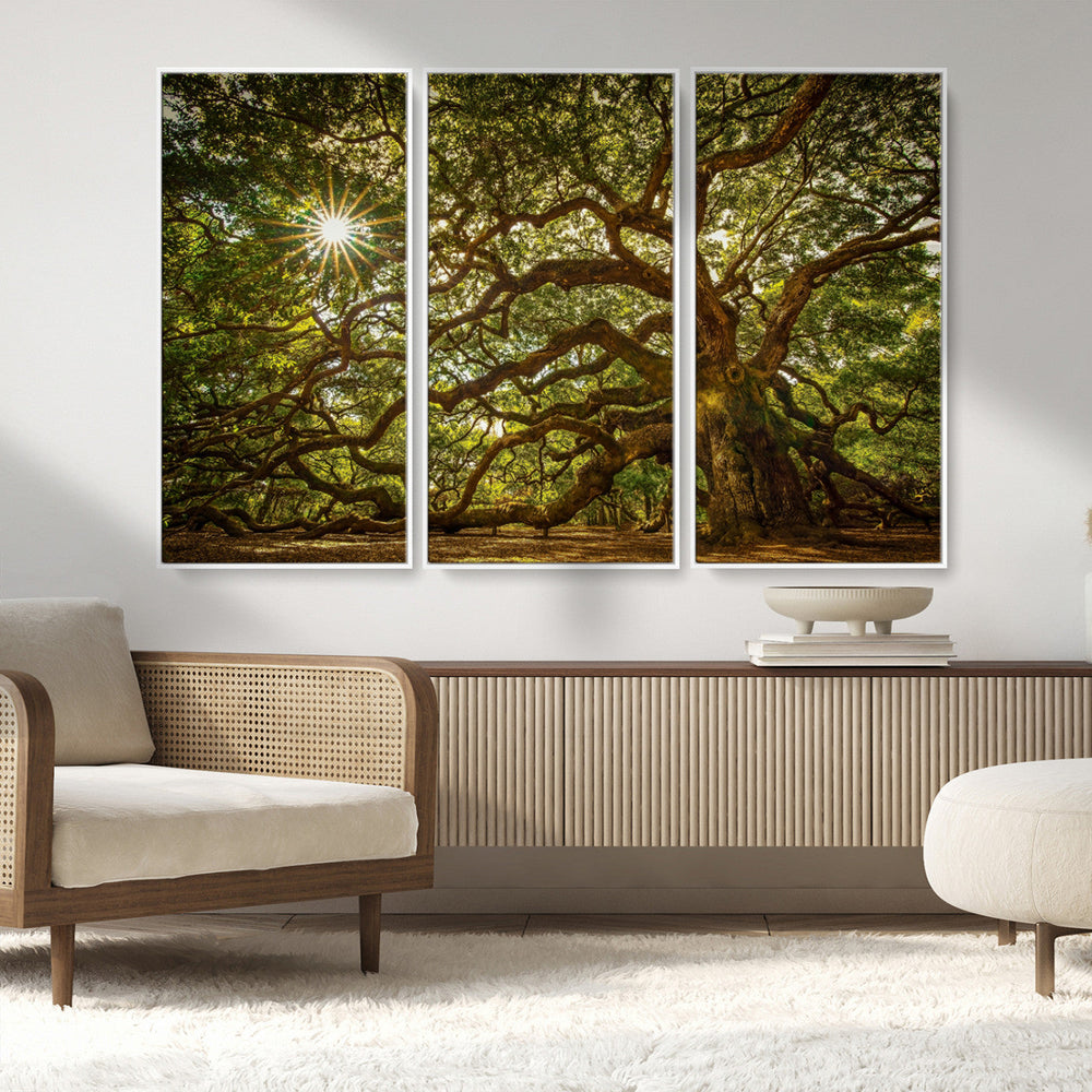 Ancient Angel Oak Tree Art Sunburst Canvas Print-