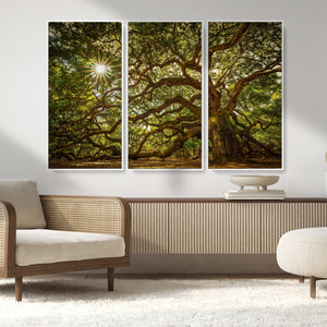 Ancient Angel Oak Tree Art Sunburst Canvas Print-