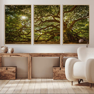 Ancient Angel Oak Tree Art Sunburst Canvas Print-