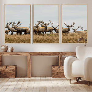 Elk Herd Wall Art Canvas Print – Framed Wildlife Photography