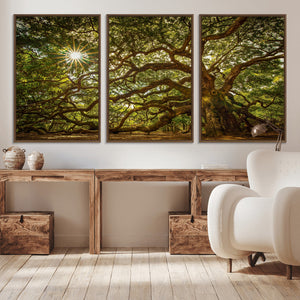 Ancient Angel Oak Tree Art Sunburst Canvas Print-