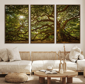 Ancient Angel Oak Tree Art Sunburst Canvas Print-