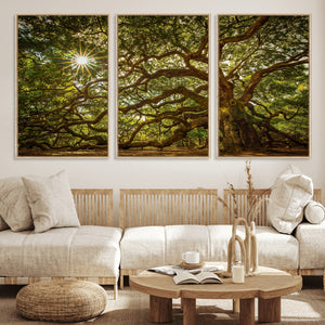 Ancient Angel Oak Tree Art Sunburst Canvas Print-