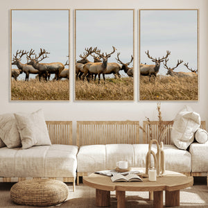 Elk Herd Wall Art Canvas Print – Framed Wildlife Photography