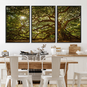 Ancient Angel Oak Tree Art Sunburst Canvas Print-