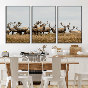 Elk Herd Wall Art Canvas Print – Framed Wildlife Photography