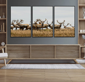 Elk Herd Wall Art Canvas Print – Framed Wildlife Photography