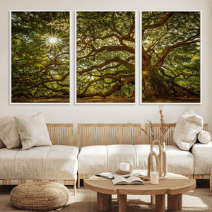 Ancient Angel Oak Tree Art Sunburst Canvas Print-
