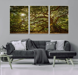 Ancient Angel Oak Tree Art Sunburst Canvas Print-