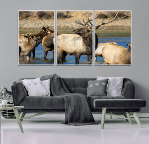 Wild Elk Wall Art Canvas Print – Framed Neutral Wildlife