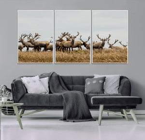 Elk Herd Wall Art Canvas Print – Framed Wildlife Photography