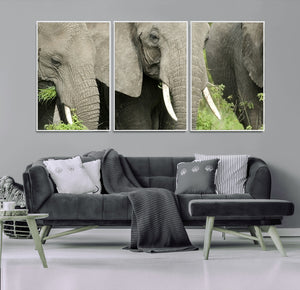 Wild Elephant Wall Art Canvas Print
