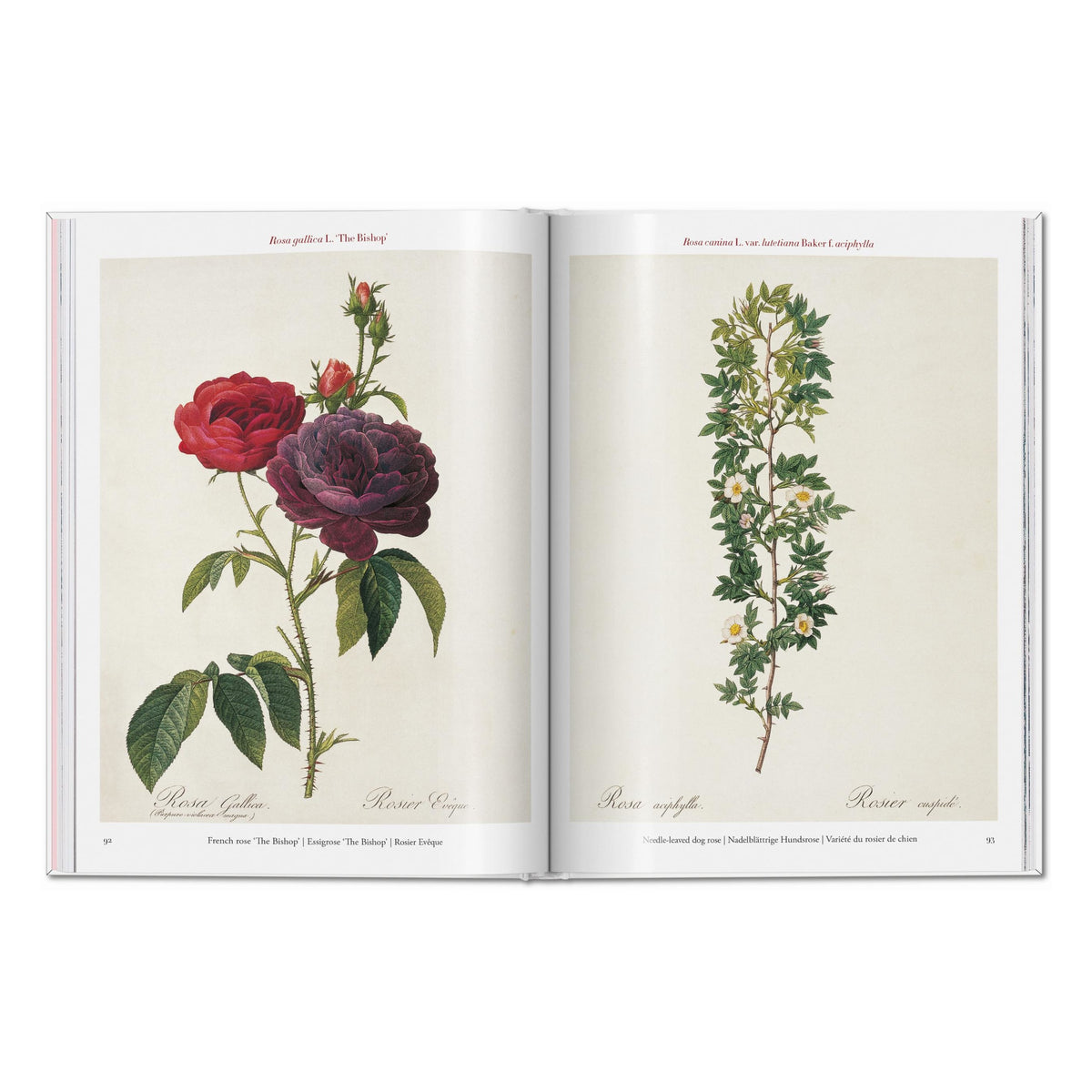 Redouté. Roses (German, French, English)