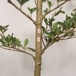 7Ft Artificial Olive Tree With Pot, Realistic Tall Fake Plant For Indoor Decoration - Green Leaves