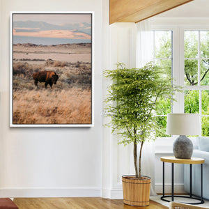 Solitary Buffalo Wall Art Canvas Print – Framed Golden