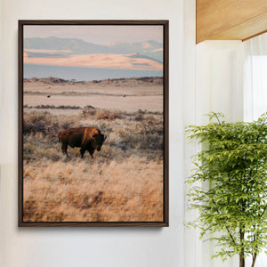 Solitary Buffalo Wall Art Canvas Print – Framed Golden