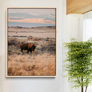 Solitary Buffalo Wall Art Canvas Print – Framed Golden