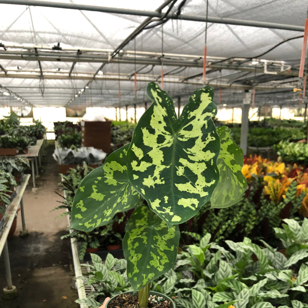 Alocasia 'Hilo Beauty'