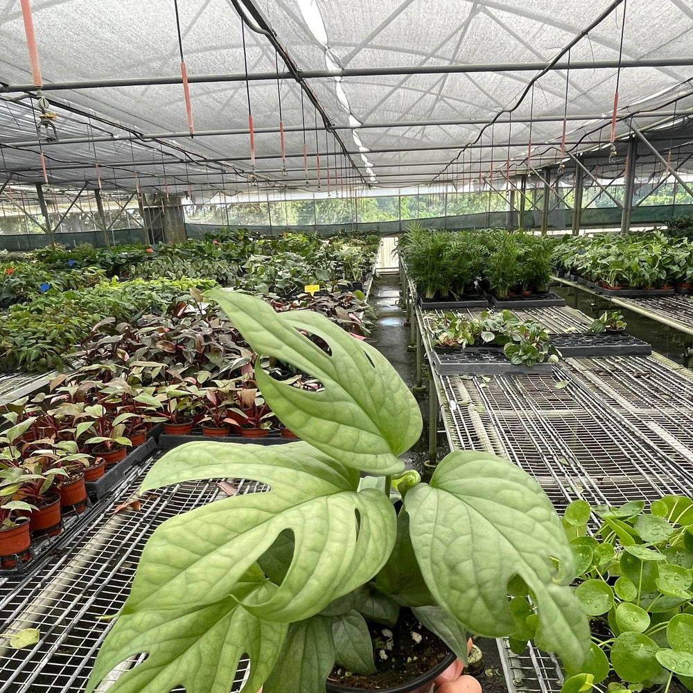 Amydrium 'Silver'