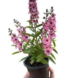 Angelonia