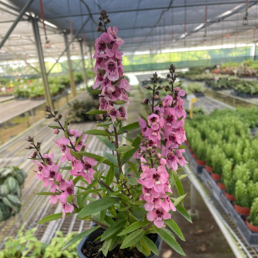 Angelonia