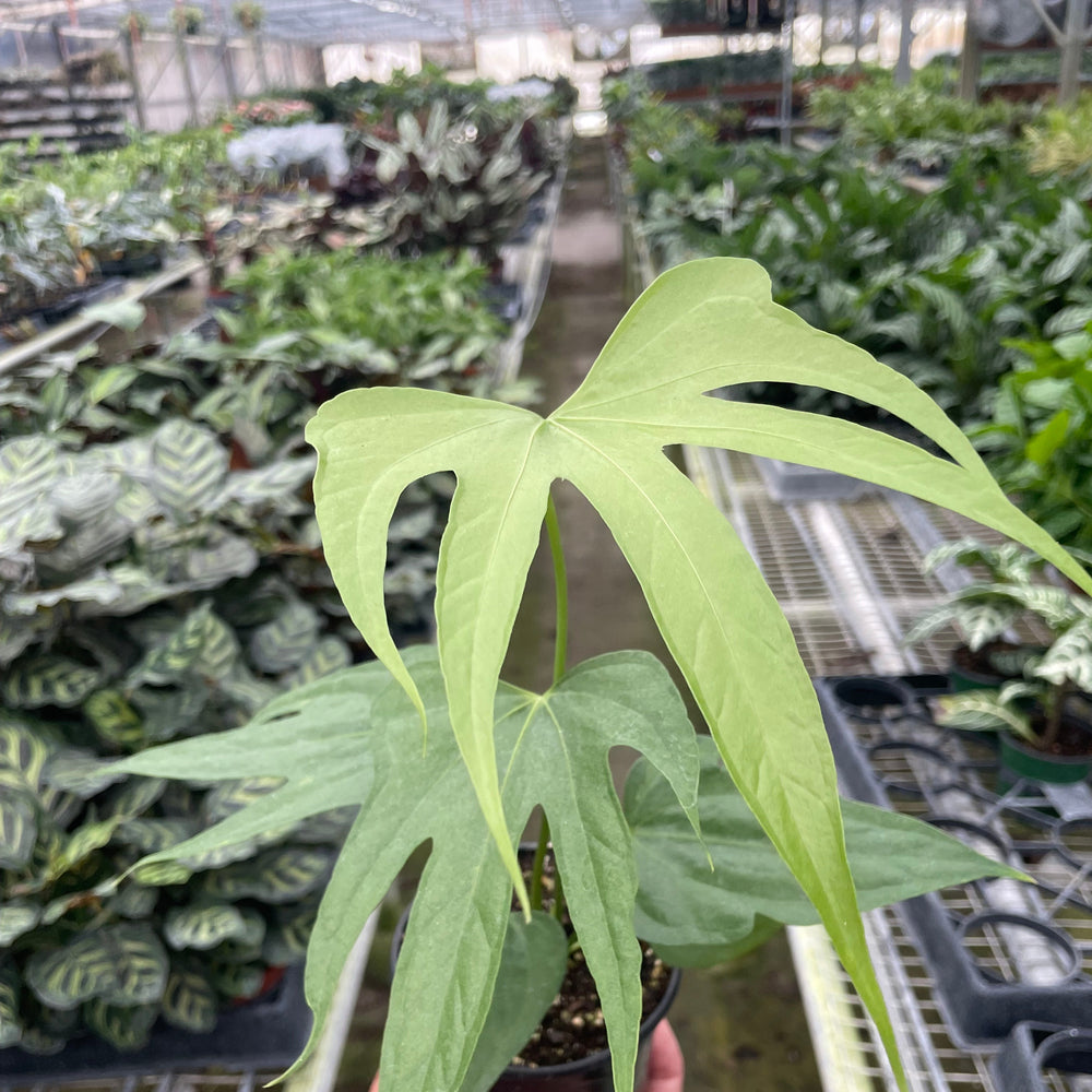Anthurium Fingers