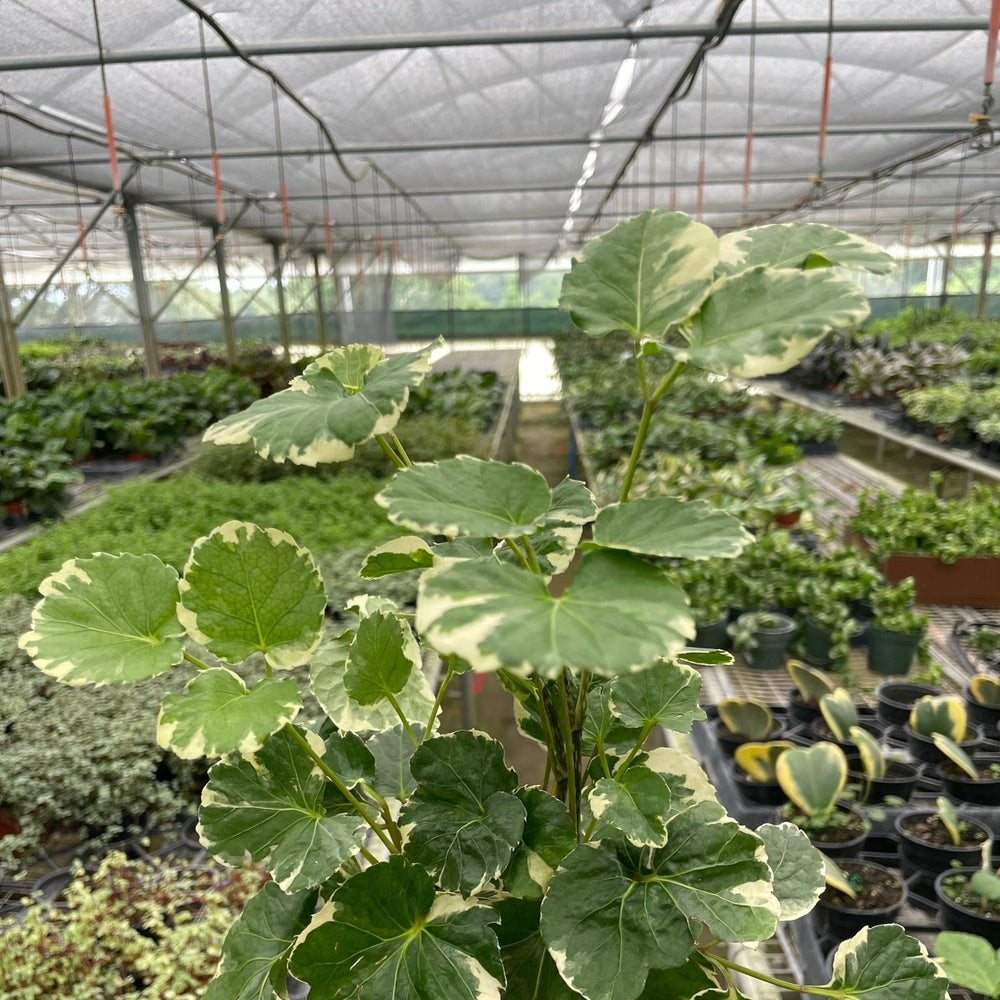 Aralia 'Balfouriana'