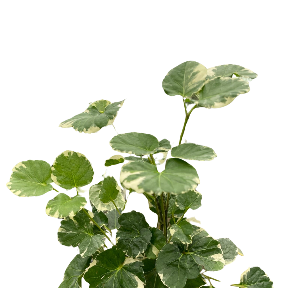 Aralia 'Balfouriana'