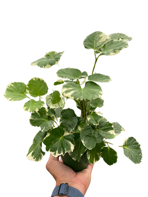 Aralia 'Balfouriana'