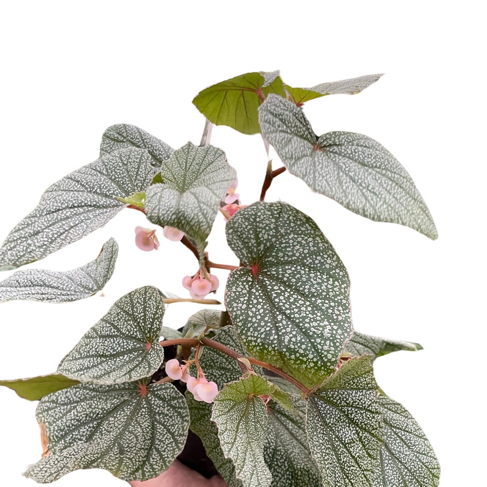 Begonia 'Frosty'